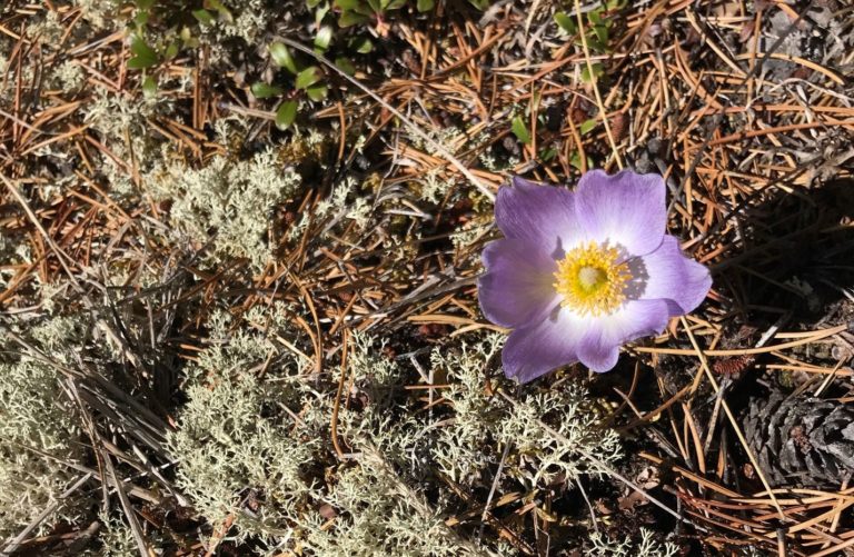 Crocus Botanicals 6 768x501
